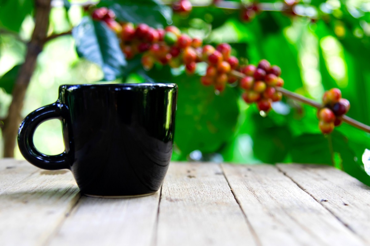 kawa owoc 1723753649